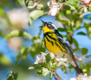 02   DQ690Q--Magnolia-Warbler.jpg